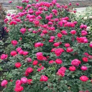 Gartenprinzessin Marie-Jose yoğun kokulu gül fidanı aşılı 3+ yaş