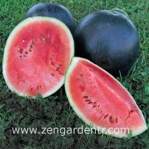 Siyah karpuz tohumu blacktail mountain watermelon