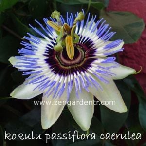 Kokulu passiflora caerulea saksılı fidanı