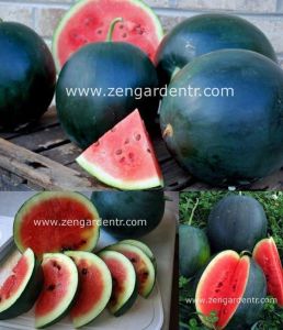 Siyah karpuz tohumu blacktail mountain watermelon