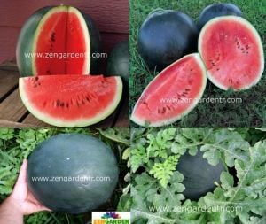 Siyah karpuz tohumu blacktail mountain watermelon