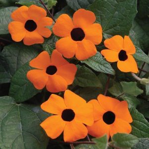 Karagözlü suzan sarmaşığı fidesi thunbergia alata orange eye