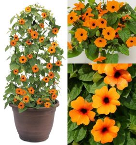 Karagözlü suzan sarmaşığı fidesi thunbergia alata orange eye