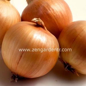 Sarı Parma soğan tohumu dorata di parma onion
