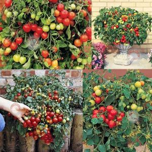 Sarkan domates tohumu tumbler tomato saksılık