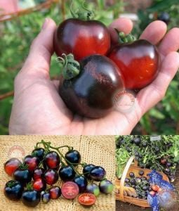 Siyah domates tohumu indigo rose black geleneksel