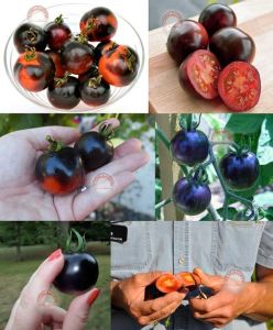 Siyah domates tohumu indigo rose black geleneksel