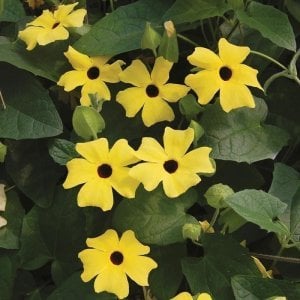Karagözlü suzan sarmaşığı fidesi thunbergia alata yellow