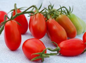 Atalık Bebek Üzümü domates tohumu sırık tip