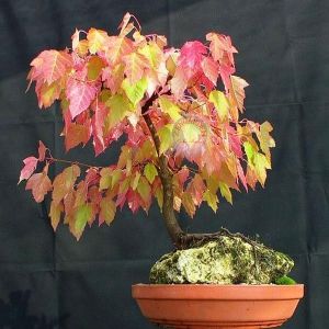 Acer tataricum flame akçaağaç tohumu ginalla flame amur maple