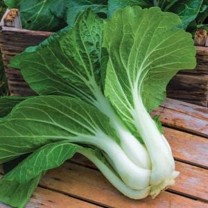 Pak choi tohumu beyaz mini pak çoy minyatür boy