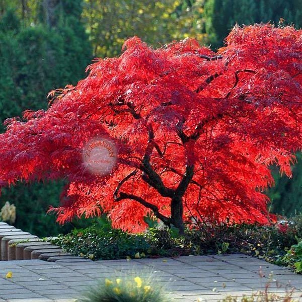 Acer palmatum akçaağaç tohumu matsumurae ornatum japanese maple