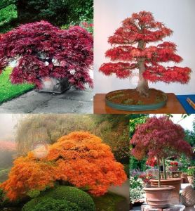 Acer palmatum akçaağaç tohumu matsumurae ornatum japanese maple