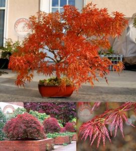 Acer palmatum akçaağaç tohumu matsumurae ornatum japanese maple