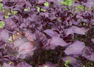 Kırmızı biftek otu tohumu red perilla seeds