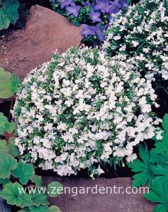 Beyaz lobelya tohumu lobelia white lady