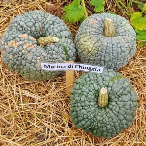 Atalık Marina De Chioggia kışlık balkabağı tohumu