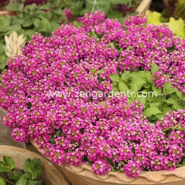 Kokulu ballıca tohumu alyssum wonderland deep rose