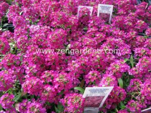 Kokulu ballıca tohumu alyssum wonderland deep rose