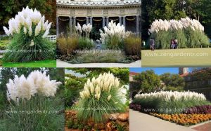 Beyaz pampas fidesi cortaderia selloana süs sazı