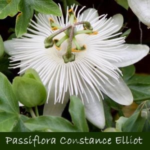 Passiflora constance eliott fidanı