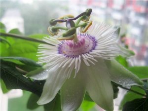 Passiflora white mirror fidanı