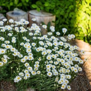 6 adet Yer örtücü papatya fidesi anthemis carpatica