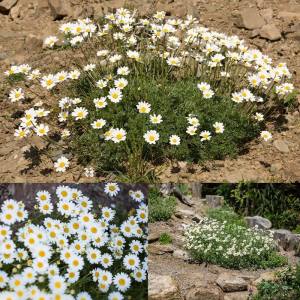 6 adet Yer örtücü papatya fidesi anthemis carpatica