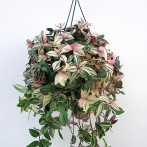 Gökkuşağı telgraf çiçeği fidesi tradescantia fluminensis