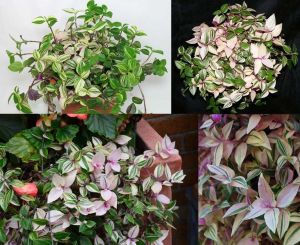 Gökkuşağı telgraf çiçeği fidesi tradescantia fluminensis