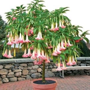 Parfüm kokulu pembe brugmansia fidanı melek borazanı suaveolens