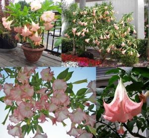 Parfüm kokulu pembe brugmansia fidanı melek borazanı suaveolens