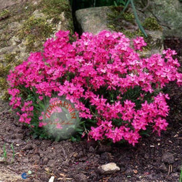 Kokulu pembe arabis spring charm