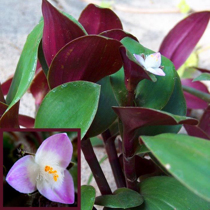 Telgraf çiçeği fidesi tradescantia blossfeldiana