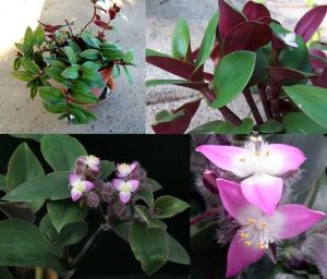 Telgraf çiçeği fidesi tradescantia blossfeldiana