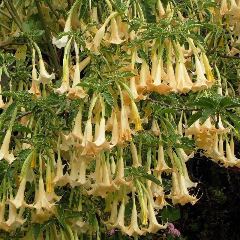 Parfüm kokulu somon brugmansia fidanı alaca yaprak melek borazanı maya