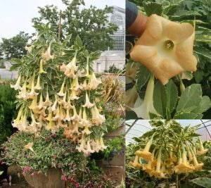 Parfüm kokulu somon brugmansia fidanı alaca yaprak melek borazanı maya