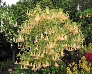 Parfüm kokulu somon brugmansia fidanı alaca yaprak melek borazanı maya