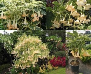 Parfüm kokulu somon brugmansia fidanı alaca yaprak melek borazanı maya