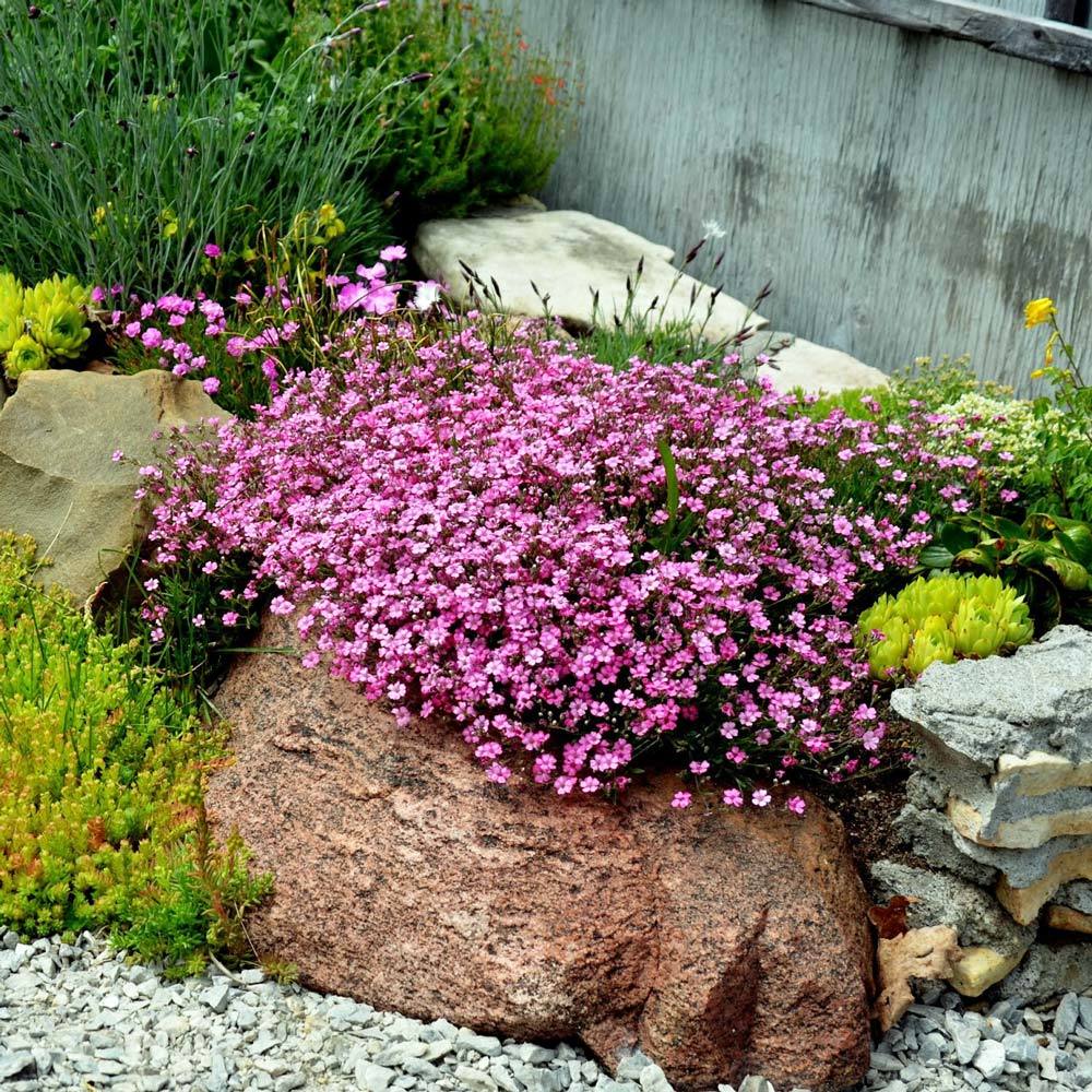 Filou rose bebek nefesi fidesi sarkan saksı çiçeği gypsophila repens