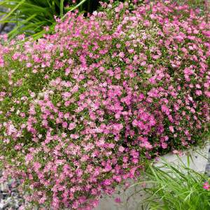 Filou rose bebek nefesi fidesi sarkan saksı çiçeği gypsophila repens