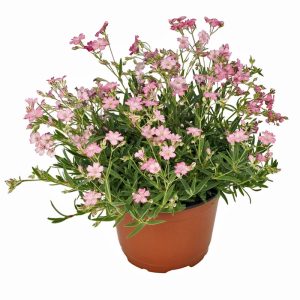 Filou rose bebek nefesi fidesi sarkan saksı çiçeği gypsophila repens