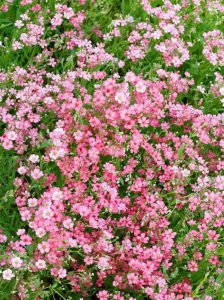 Filou rose bebek nefesi fidesi sarkan saksı çiçeği gypsophila repens