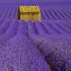 Fransız Provence blue lavanta fidesi lavandula  X intermedia