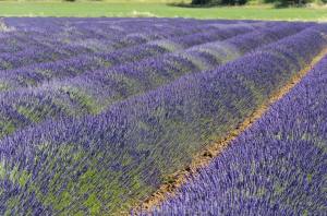 Fransız Provence blue lavanta fidesi lavandula  X intermedia