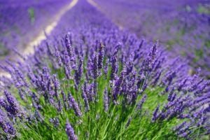 Fransız Provence blue lavanta fidesi lavandula  X intermedia