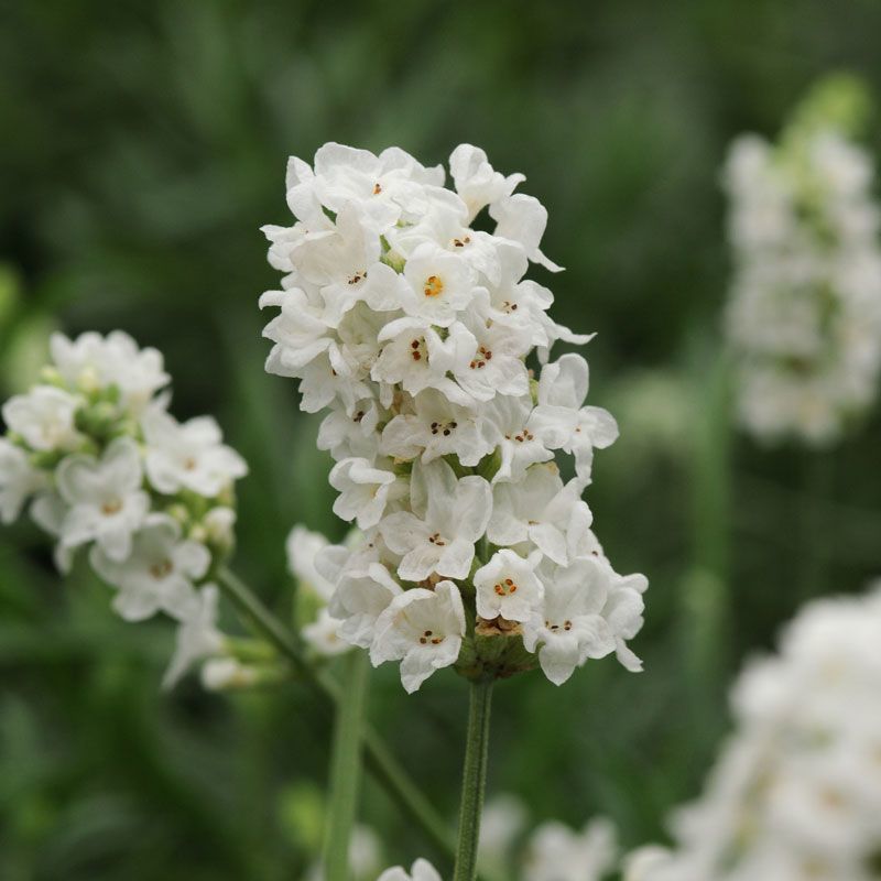 Ellagance snow beyaz lavanta fidesi saksılık lavandula