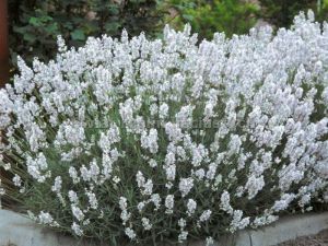 Ellagance snow beyaz lavanta fidesi saksılık lavandula