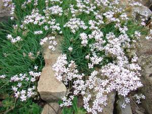 Filou beyaz bebek nefesi fidesi sarkan saksı çiçeği gypsophila repens