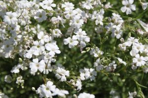 Filou beyaz bebek nefesi fidesi sarkan saksı çiçeği gypsophila repens